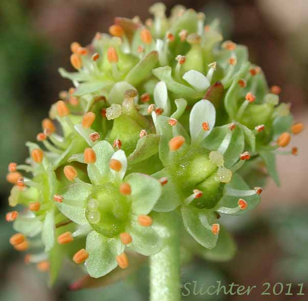 Compact inflorescence of Bald-headed Saxifrage, Petalless Saxifrage, Tiny Swamp Saxifrage, Western Swamp Saxifrage: Saxifraga apetala (Synonyms: Micranthes apetala, Saxifraga apetala, Saxifraga columbiana, Saxifraga columbiana var. apetala, Saxifraga integrifolia var. apetala)