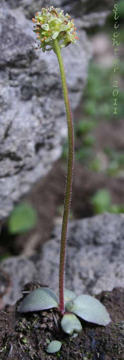 Bald-headed Saxifrage, Petalless Saxifrage, Tiny Swamp Saxifrage, Western Swamp Saxifrage: Saxifraga apetala (Synonyms: Micranthes apetala, Saxifraga apetala, Saxifraga columbiana, Saxifraga columbiana var. apetala, Saxifraga integrifolia var. apetala)