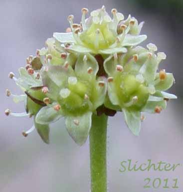 Compact inflorescence of Bald-headed Saxifrage, Petalless Saxifrage, Tiny Swamp Saxifrage, Western Swamp Saxifrage: Saxifraga apetala (Synonyms: Micranthes apetala, Saxifraga apetala, Saxifraga columbiana, Saxifraga columbiana var. apetala, Saxifraga integrifolia var. apetala)