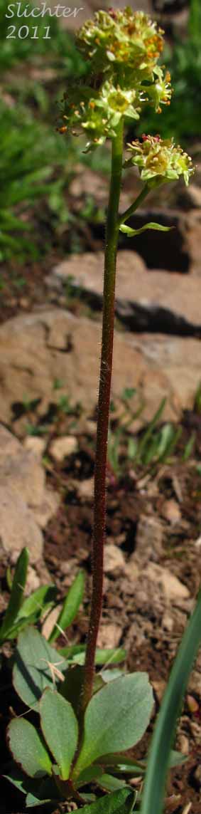 Bald-headed Saxifrage, Tiny Swamp Saxifrage, Western Swamp Saxifrage: Micranthes apetala (Synonyms: Saxifraga apetala, Saxifraga columbiana, Saxifraga columbiana var. apetala, Saxifraga integrifolia var. apetala) 