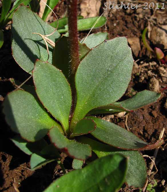 Basal leaf of Bald-headed Saxifrage, Tiny Swamp Saxifrage, Western Swamp Saxifrage: Micranthes apetala (Synonyms: Saxifraga apetala, Saxifraga columbiana, Saxifraga columbiana var. apetala, Saxifraga integrifolia var. apetala) 