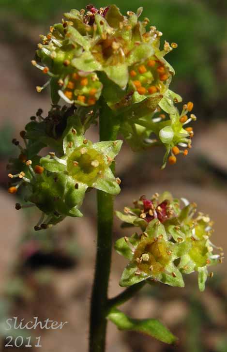 Close-up of the inflorescence of Bald-headed Saxifrage, Petalless Saxifrage, Tiny Swamp Saxifrage, Western Swamp Saxifrage: Saxifraga apetala (Synonyms: Micranthes apetala, Saxifraga apetala, Saxifraga columbiana, Saxifraga columbiana var. apetala, Saxifraga integrifolia var. apetala)