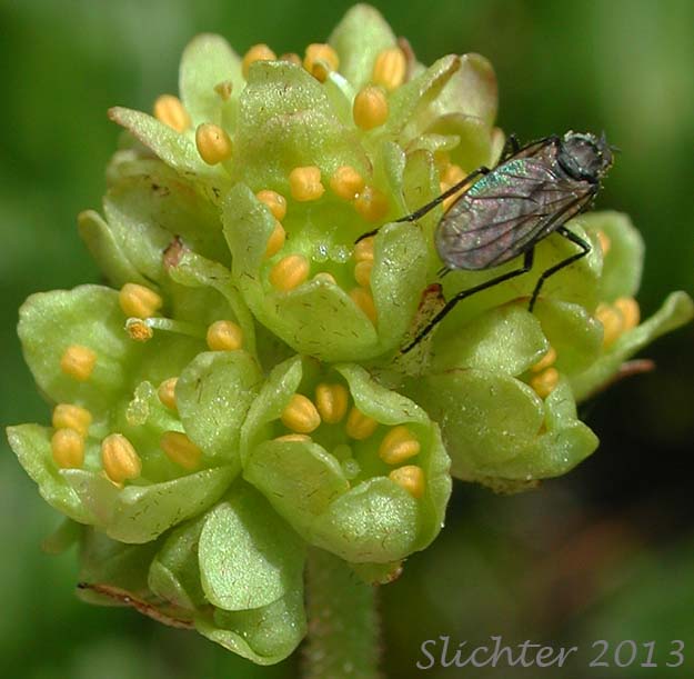 Inflorescence of Bald-headed Saxifrage, Petalless Saxifrage, Tiny Swamp Saxifrage, Western Swamp Saxifrage: Saxifraga apetala (Synonyms: Micranthes apetala, Saxifraga apetala, Saxifraga columbiana, Saxifraga columbiana var. apetala, Saxifraga integrifolia var. apetala)