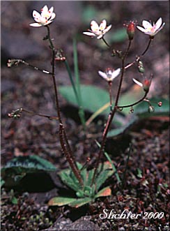 Rusty Saxifrage, Russethair Saxifrage, Alaska Saxifrage: Micranthes ferruginea (Synonyms: Saxifraga ferruginea, Saxifraga ferruginea var. ferruginea, Saxifraga ferruginea var. foliacea, Saxifraga ferruginea var. macounii, Saxifraga ferruginea var. vreelandii, Saxifraga vreelandii)