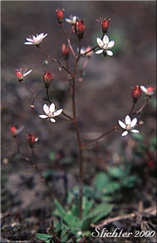 Rusty Saxifrage, Russethair Saxifrage, Alaska Saxifrage: Micranthes ferruginea (Synonyms: Saxifraga ferruginea, Saxifraga ferruginea var. ferruginea, Saxifraga ferruginea var. foliacea, Saxifraga ferruginea var. macounii, Saxifraga ferruginea var. vreelandii, Saxifraga vreelandii)