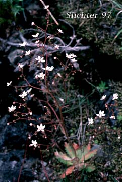 Rusty Saxifrage, Russethair Saxifrage, Alaska Saxifrage: Micranthes ferruginea (Synonyms: Saxifraga ferruginea, Saxifraga ferruginea var. ferruginea, Saxifraga ferruginea var. foliacea, Saxifraga ferruginea var. macounii, Saxifraga ferruginea var. vreelandii, Saxifraga vreelandii)