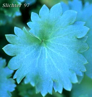 Leaf of Merten's Saxifrage, Wood Saxifrage, Woodland Saxifrage: Saxifraga mertensiana (Synonym: Saxifraga mertensiana var. eastwoodiae)