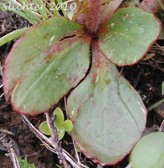 Basal leaves of Columbia Saxifrage, Nesting Saxifrage, Peak Saxifrage, Swamp Saxifrage: Micranthes nidifica (Synonyms: Micranthes plantaginea, Saxifraga columbiana, Saxifraga integrifolia var. columbiana, Saxifraga integrifolia var. leptopetala, Saxifraga montana, Saxifraga nidifica, Saxifraga nidifica var. nidifica, Saxifraga plantaginea) 