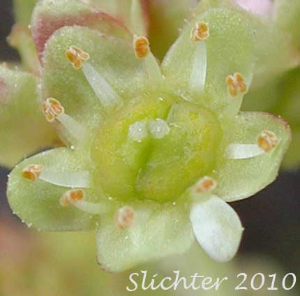 Flower of Columbia Saxifrage, Nesting Saxifrage, Peak Saxifrage, Swamp Saxifrage: Micranthes nidifica (Synonyms: Micranthes plantaginea, Saxifraga columbiana, Saxifraga integrifolia var. columbiana, Saxifraga integrifolia var. leptopetala, Saxifraga montana, Saxifraga nidifica, Saxifraga nidifica var. nidifica, Saxifraga plantaginea) 