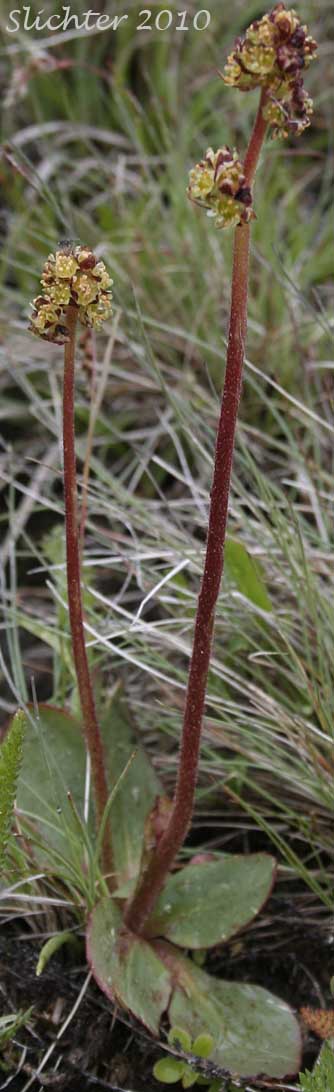 Columbia Saxifrage, Nesting Saxifrage, Peak Saxifrage, Swamp Saxifrage: Micranthes nidifica (Synonyms: Micranthes plantaginea, Saxifraga columbiana, Saxifraga integrifolia var. columbiana, Saxifraga integrifolia var. leptopetala, Saxifraga montana, Saxifraga nidifica, Saxifraga nidifica var. nidifica, Saxifraga plantaginea) 
