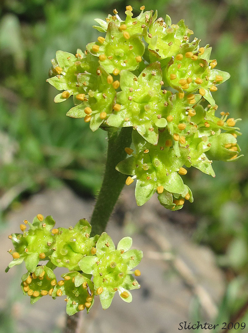 Inflorescence of Columbia Saxifrage, Nesting Saxifrage, Peak Saxifrage, Swamp Saxifrage: Micranthes nidifica (Synonyms: Micranthes plantaginea, Saxifraga columbiana, Saxifraga integrifolia var. columbiana, Saxifraga integrifolia var. leptopetala, Saxifraga montana, Saxifraga nidifica, Saxifraga nidifica var. nidifica, Saxifraga plantaginea) 