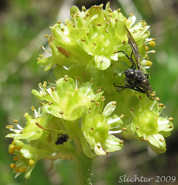 Inflorescence of Columbia Saxifrage, Nesting Saxifrage, Peak Saxifrage, Swamp Saxifrage: Micranthes nidifica (Synonyms: Micranthes plantaginea, Saxifraga columbiana, Saxifraga integrifolia var. columbiana, Saxifraga integrifolia var. leptopetala, Saxifraga montana, Saxifraga nidifica, Saxifraga nidifica var. nidifica, Saxifraga plantaginea) 