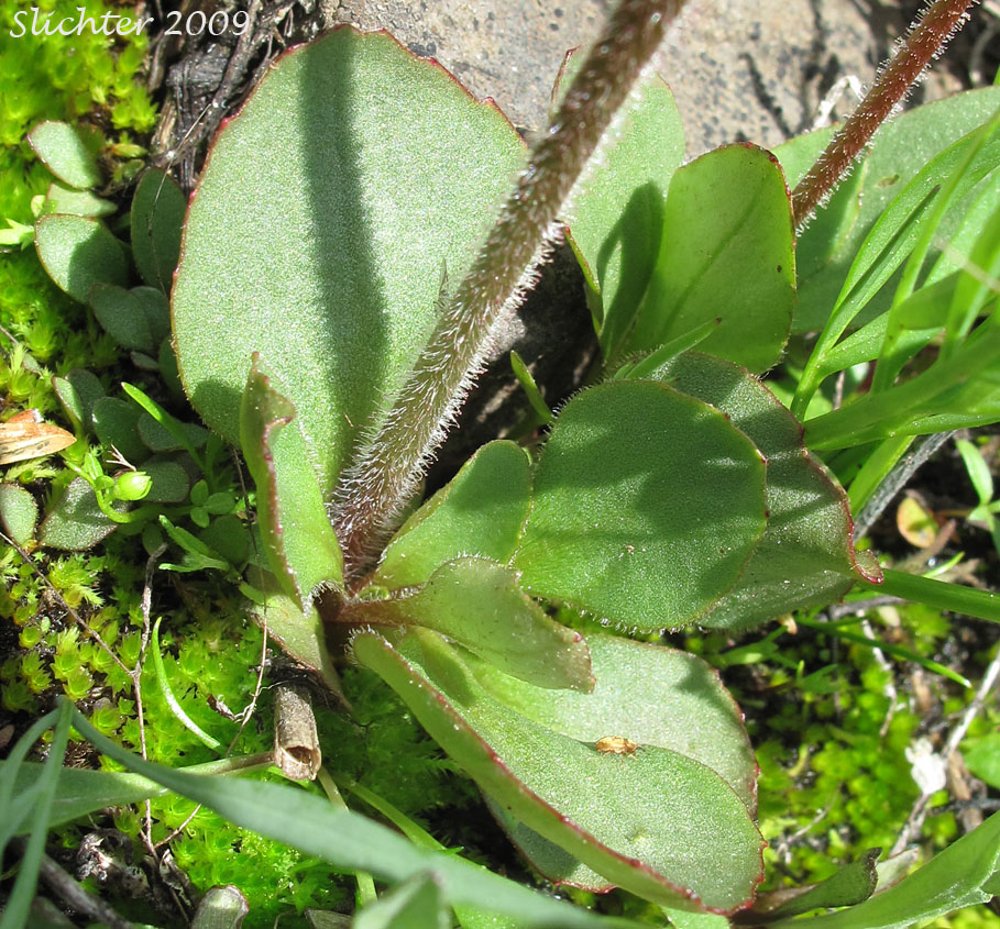 Basal leaves of Columbia Saxifrage, Nesting Saxifrage, Peak Saxifrage, Swamp Saxifrage: Micranthes nidifica (Synonyms: Micranthes plantaginea, Saxifraga columbiana, Saxifraga integrifolia var. columbiana, Saxifraga integrifolia var. leptopetala, Saxifraga montana, Saxifraga nidifica, Saxifraga nidifica var. nidifica, Saxifraga plantaginea) 