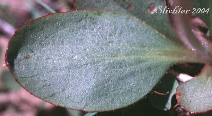Basal leaf of Columbia Saxifrage, Nesting Saxifrage, Peak Saxifrage, Swamp Saxifrage: Micranthes nidifica (Synonyms: Micranthes plantaginea, Saxifraga columbiana, Saxifraga integrifolia var. columbiana, Saxifraga integrifolia var. leptopetala, Saxifraga montana, Saxifraga nidifica, Saxifraga nidifica var. nidifica, Saxifraga plantaginea) 