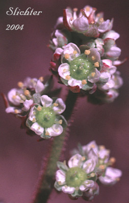 Inflorescence of Columbia Saxifrage, Nesting Saxifrage, Peak Saxifrage, Swamp Saxifrage: Micranthes nidifica (Synonyms: Micranthes plantaginea, Saxifraga columbiana, Saxifraga integrifolia var. columbiana, Saxifraga integrifolia var. leptopetala, Saxifraga montana, Saxifraga nidifica, Saxifraga nidifica var. nidifica, Saxifraga plantaginea) 