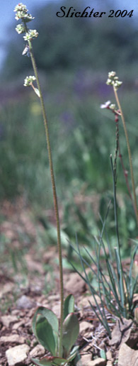 Nesting Saxifrage, Swamp Saxifrage: Micranthes nidifica (Synonyms: Micranthes plantaginea, Saxifraga columbiana, Saxifraga integrifolia var. columbiana, Saxifraga integrifolia var. leptopetala, Saxifraga montana, Saxifraga nidifica, Saxifraga nidifica var. nidifica, Saxifraga plantaginea)