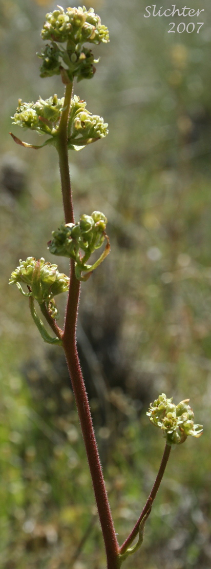 Inflorescence of Columbia Saxifrage, Nesting Saxifrage, Peak Saxifrage, Swamp Saxifrage: Micranthes nidifica (Synonyms: Micranthes plantaginea, Saxifraga columbiana, Saxifraga integrifolia var. columbiana, Saxifraga integrifolia var. leptopetala, Saxifraga montana, Saxifraga nidifica, Saxifraga nidifica var. nidifica, Saxifraga plantaginea) 
