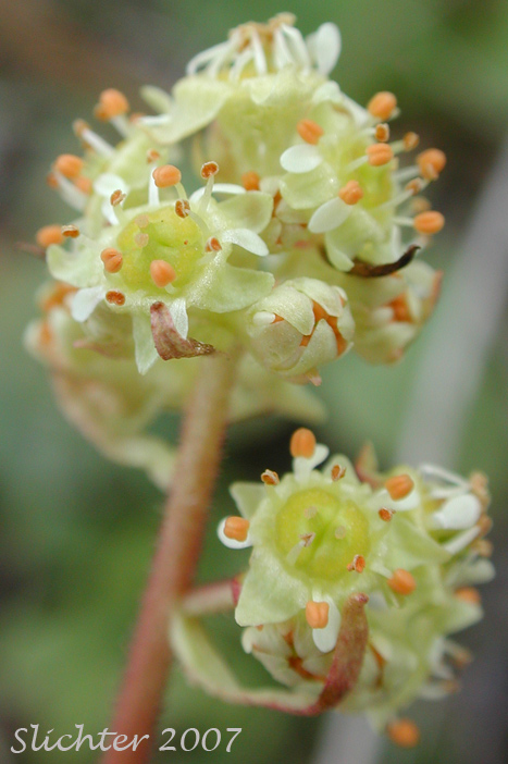 Inflorescence of Columbia Saxifrage, Nesting Saxifrage, Peak Saxifrage, Swamp Saxifrage: Micranthes nidifica (Synonyms: Micranthes plantaginea, Saxifraga columbiana, Saxifraga integrifolia var. columbiana, Saxifraga integrifolia var. leptopetala, Saxifraga montana, Saxifraga nidifica, Saxifraga nidifica var. nidifica, Saxifraga plantaginea) 
