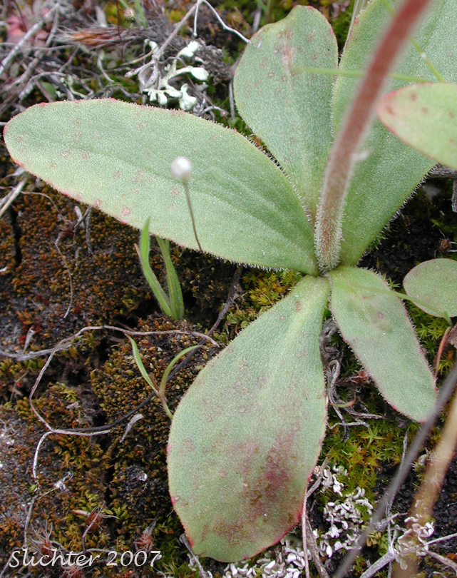 Basal leaves of Columbia Saxifrage, Nesting Saxifrage, Peak Saxifrage, Swamp Saxifrage: Micranthes nidifica (Synonyms: Micranthes plantaginea, Saxifraga columbiana, Saxifraga integrifolia var. columbiana, Saxifraga integrifolia var. leptopetala, Saxifraga montana, Saxifraga nidifica, Saxifraga nidifica var. nidifica, Saxifraga plantaginea) 