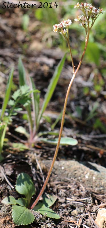 Western Saxifrage, Western Mountain Saxifrage, Mountain Saxifrage, Alberta Saxifrage: Micranthes occidentalis (Synonyms: Saxifraga occidentalis, Saxifraga occidentalis ssp. occidentalis, Saxifraga occidentalis var. allenii, Saxifraga occidentalis var. occidentalis, Saxifraga occidentalis var. wallowensis)