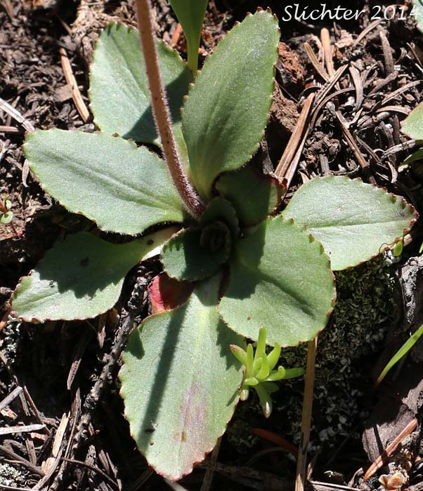 Western Saxifrage, Western Mountain Saxifrage, Mountain Saxifrage, Alberta Saxifrage: Micranthes occidentalis (Synonyms: Saxifraga occidentalis, Saxifraga occidentalis ssp. occidentalis, Saxifraga occidentalis var. allenii, Saxifraga occidentalis var. occidentalis, Saxifraga occidentalis var. wallowensis)