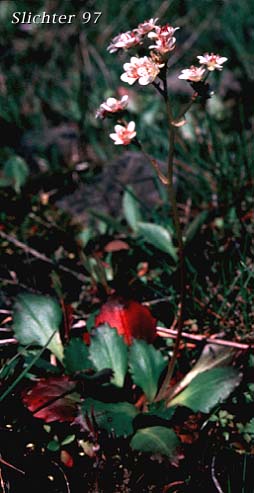 Saxifraga occidentalis