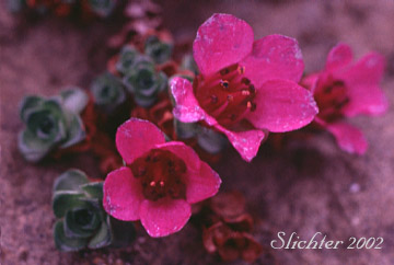 Purple Saxifrage, Purple Mountain Saxifrage, Twinflowered Saxifrage: Saxifraga oppositifolia ssp. oppositifolia (Synonym: Antiphylla oppositifolia)