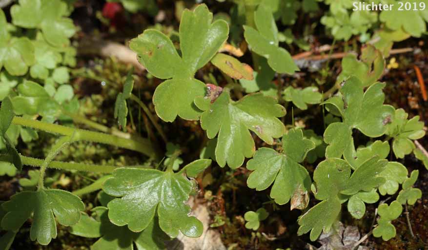 Buttercup Suksdorfia, Buttercup-leaf Mock Brookfoam, Buttercup-leaved Suksdorfia: Suksdorfia ranunculifolia (Synonym: Hemieva ranunculifolia)