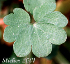 Leaf of Violet Mock Brookfoam, Violet Suksdorfia: Suksdorfia violacea