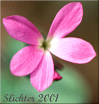 Violet Mock Brookfoam, Violet Suksdorfia: Suksdorfia violacea