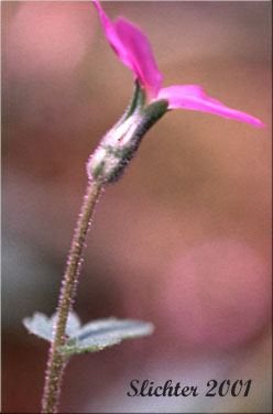 Violet Mock Brookfoam, Violet Suksdorfia: Suksdorfia violacea