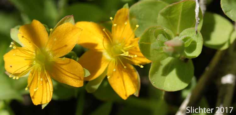 Bog St. Johnswort, Bog St. John'swort, Bog St. John's Wort, Creeping St. Johnswort, Tinkers Penny, Tinker's Penny: Hypericum anagalloides