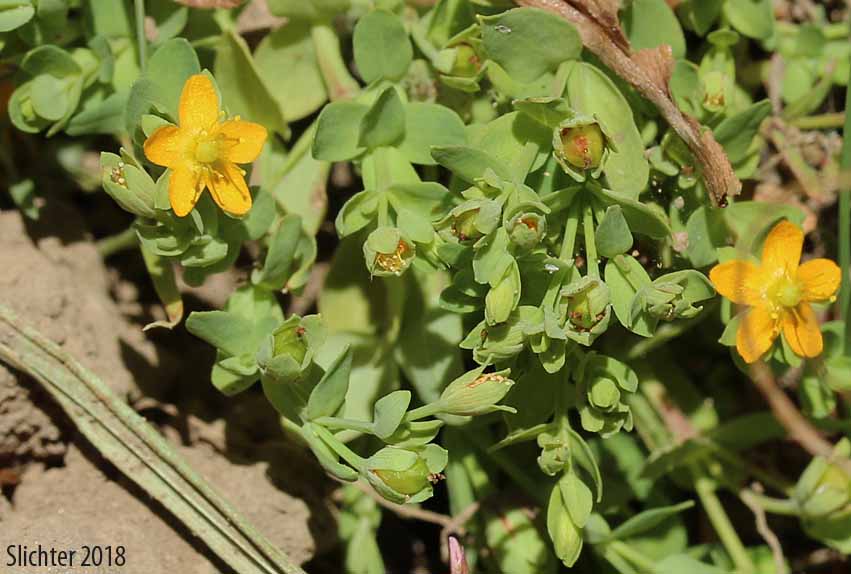 Bog St. Johnswort, Bog St. John'swort, Bog St. John's Wort, Creeping St. Johnswort, Tinkers Penny, Tinker's Penny: Hypericum anagalloides