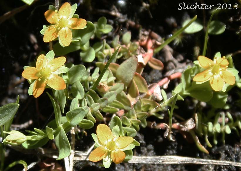 Bog St. Johnswort, Bog St. John'swort, Bog St. John's Wort, Creeping St. Johnswort, Tinkers Penny, Tinker's Penny: Hypericum anagalloides