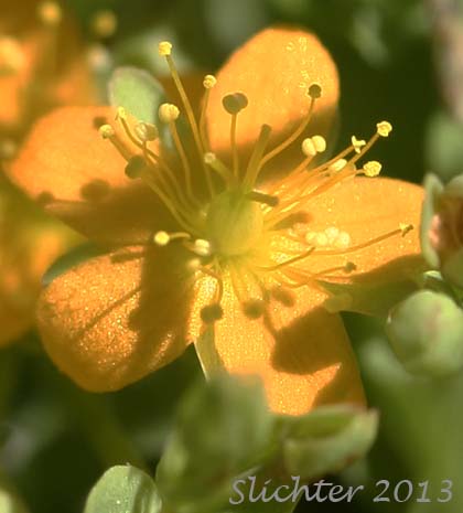Bog St. Johnswort, Bog St. John'swort, Bog St. John's Wort, Creeping St. Johnswort, Tinkers Penny, Tinker's Penny: Hypericum anagalloides