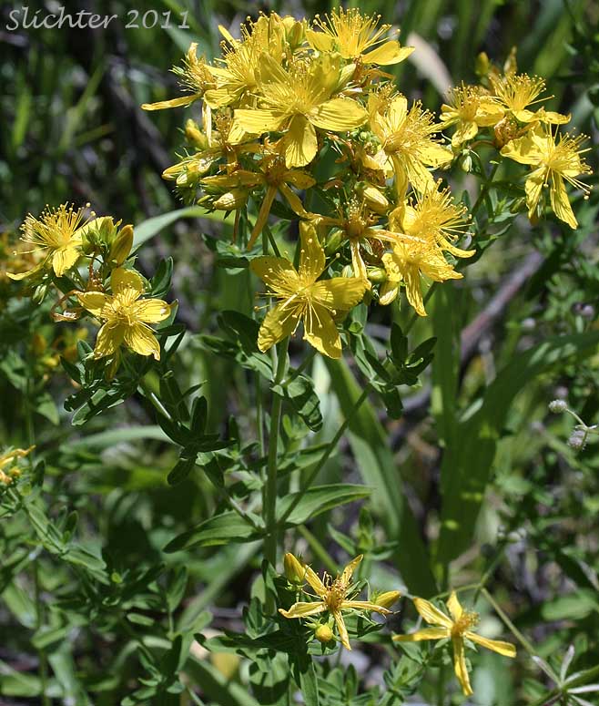 Common St. Johnswort, Common St. John's-wort, Klamathweed, Klamath Weed: Hypericum perforatum