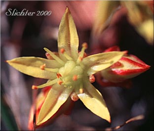 Flower of Lanceleaf Stonecrop, Lance-leaved Stonecrop, Spearleaf Stonecrop: Sedum lanceolatum (Synonyms: Sedum lanceolatum var. lanceolatum, Sedum lanceolatum ssp. lanceolatum, Sedum lanceolatum var. nesioticum, Sedum lanceolatum ssp. nesioticum, Sedum lanceolatum var. rupicolum, Sedum rupicolum)