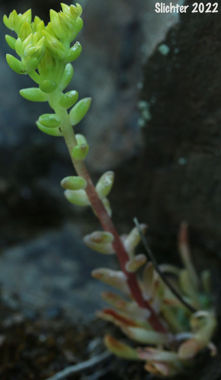 Leiberg's Stonecrop: Sedum leibergii (Synonyms: Amerosedum leibergii, Sedum borschii, Sedum divaricatum)