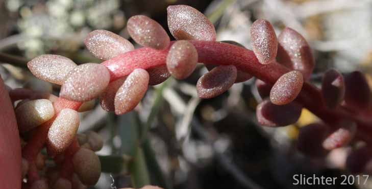 Leiberg's Stonecrop: Sedum leibergii (Synonyms: Amerosedum leibergii, Sedum borschii, Sedum divaricatum)