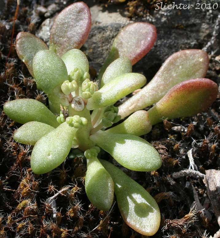 Basal and lower stem leaves and flower buds of Leiberg's Stonecrop: Sedum leibergii (Synonyms: Amerosedum leibergii, Sedum borschii, Sedum divaricatum)