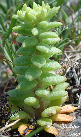 Leiberg's Stonecrop: Sedum leibergii (Synonyms: Amerosedum leibergii, Sedum borschii, Sedum divaricatum)