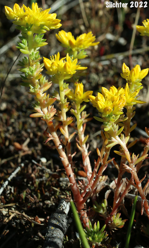 Worm-leaf Stonecrop: Sedum stenopetalum ssp. stenopetalum (Synonyms: Sedum douglasii var. douglasii, Sedum stenopetalum ssp. monanthum)