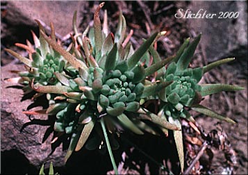 Rosettes of leaves of Worm-leaf Stonecrop: Sedum stenopetalum ssp. stenopetalum (Synonyms: Sedum douglasii var. douglasii, Sedum stenopetalum ssp. monanthum)