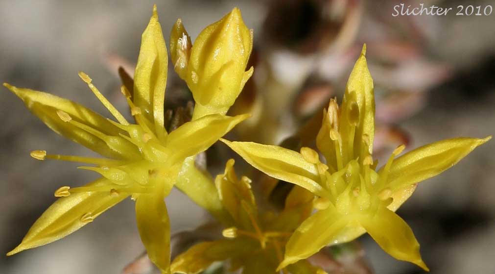Close-up of the flowers of Worm-leaf Stonecrop: Sedum stenopetalum ssp. stenopetalum (Synonyms: Sedum douglasii var. douglasii, Sedum stenopetalum ssp. monanthum)