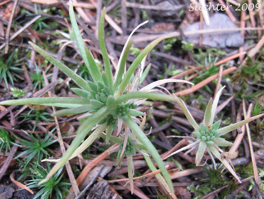 Basal leaf rosettes of Worm-leaf Stonecrop: Sedum stenopetalum ssp. stenopetalum (Synonyms: Sedum douglasii var. douglasii, Sedum stenopetalum ssp. monanthum)