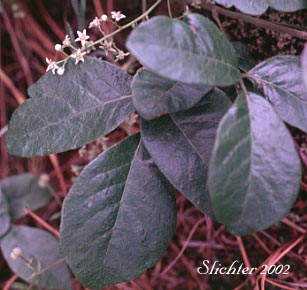 Flowers and leaves of The photo at right shows a young, bright reddish leaf of Toxicodendron diversilobum. Remember the adage: "Shiny leaves of three, let it be!" Photo taken at Cathernine Creek, Columbia River Gorge.........April 16, 2000.