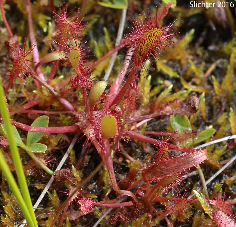 English Sundew, Giant Sundew, Great Sundew, Line-leaved Sundew: Drosera anglica (Synonym: Drosera longifolia)