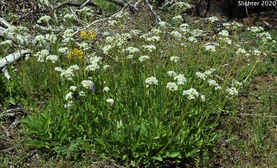 Downy-fruited Valerian, Forest Valerian: Valeriana acutiloba var. pubicarpa (Synonyms: Valeriana capitata ssp. pubicarpa, Valeriana pubicarpa)