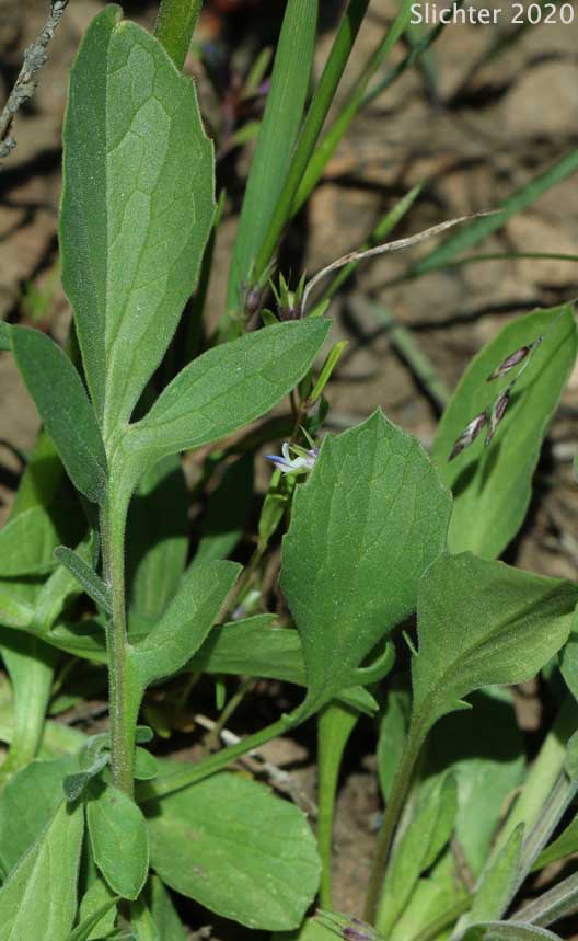 Downy-fruited Valerian, Forest Valerian: Valeriana acutiloba var. pubicarpa (Synonyms: Valeriana capitata ssp. pubicarpa, Valeriana pubicarpa)