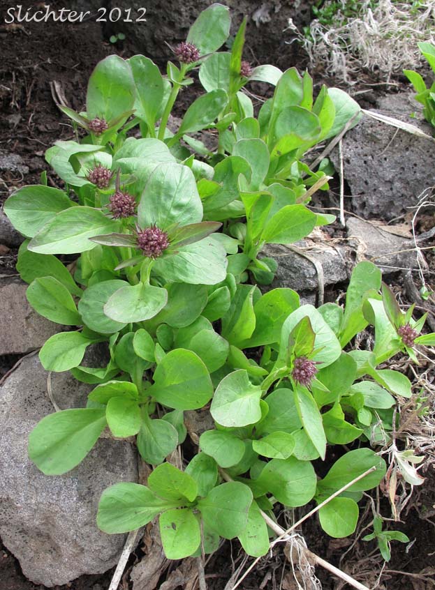 Downy-fruited Valerian, Forest Valerian: Valeriana acutiloba var. pubicarpa (Synonyms: Valeriana capitata ssp. pubicarpa, Valeriana pubicarpa)